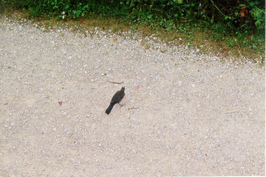 Amsel gewinnt.